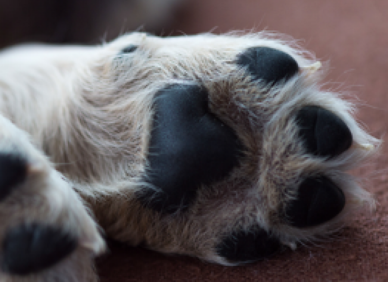 Dry dog paws