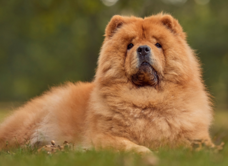 healthy beautiful dog with thick coat