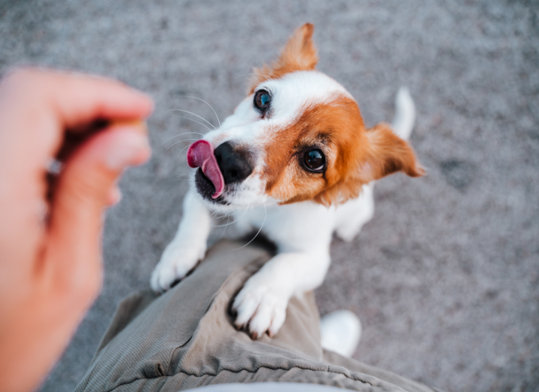 small dog begging